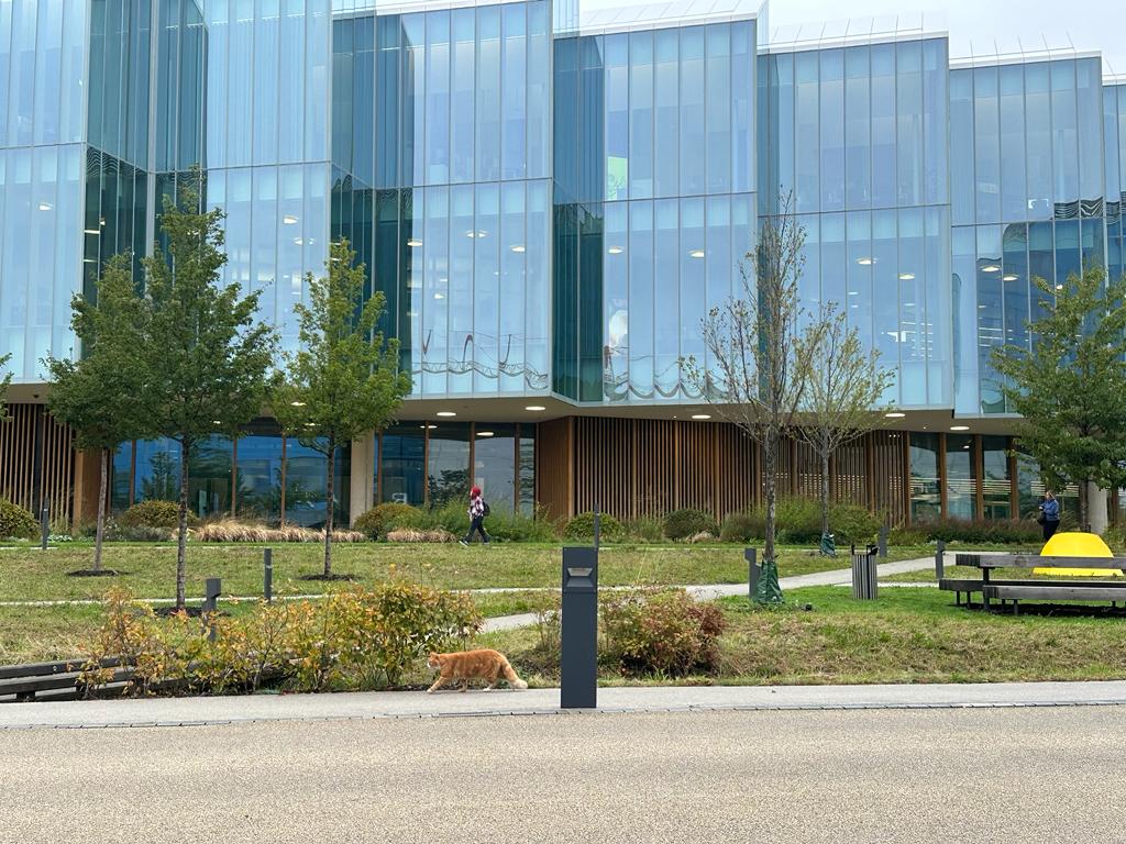 A cat walks in front of AstraZenecas DISC building