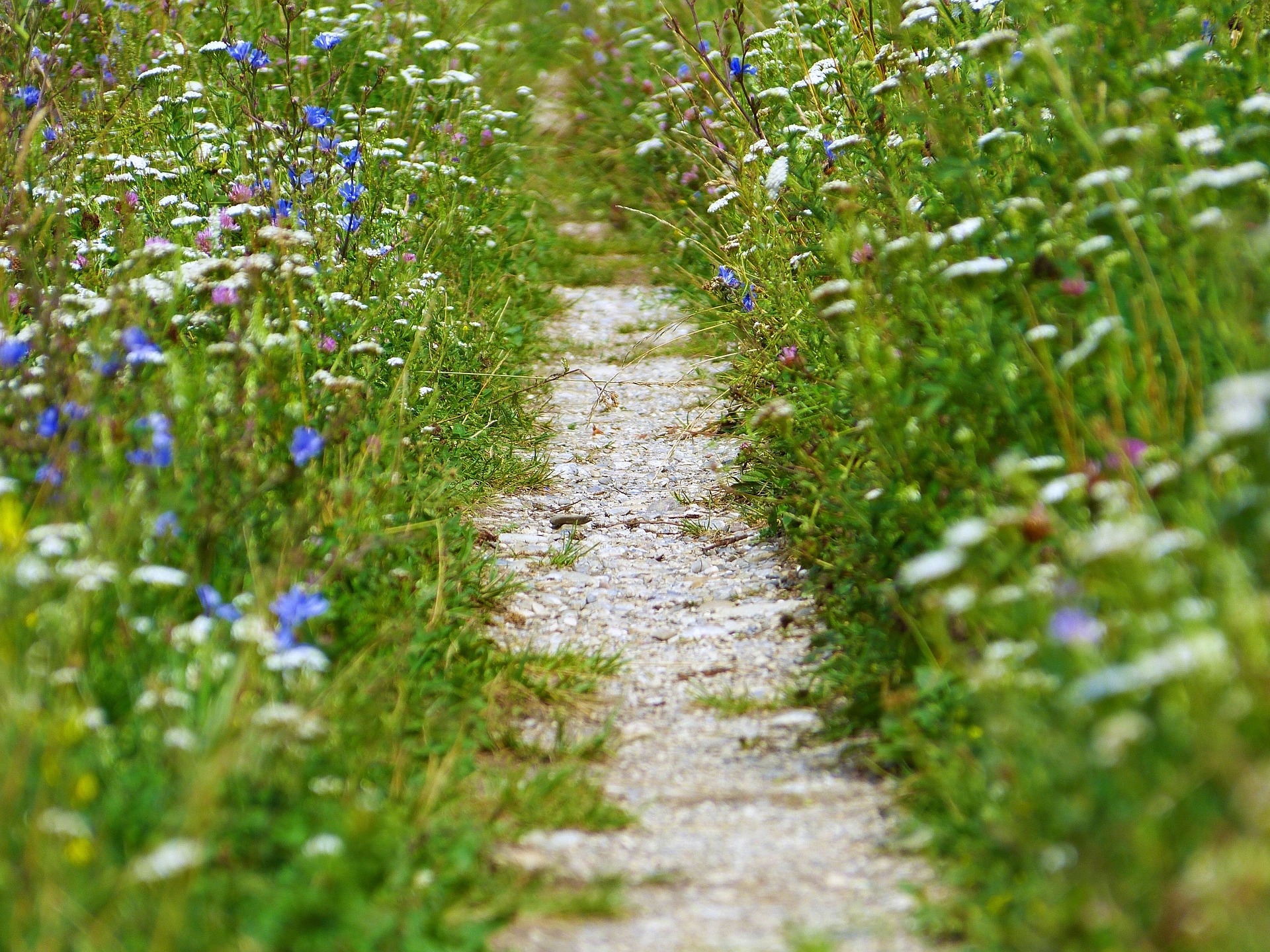 Summer Walks photo flowered path path 4948402 1920 by silvia from pixabay - CBC Wellness Campaign Mindful Walk Series - next one Thursday 28th September